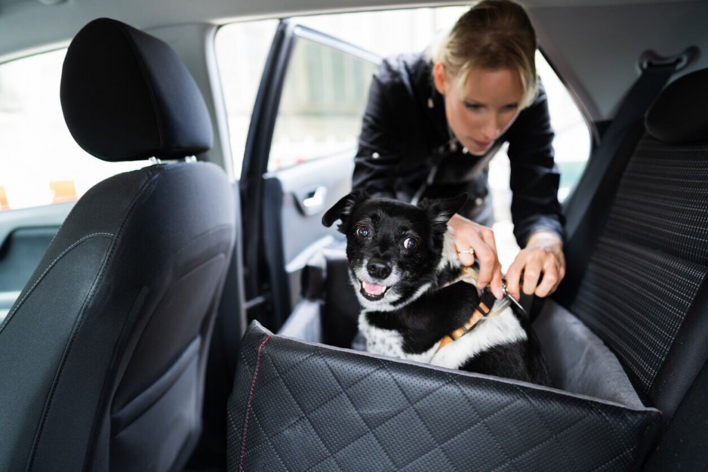 Ridin’ With Rover: Must Have Items For The “pawfect” Car Trip, No Matter Where You’re Headed!