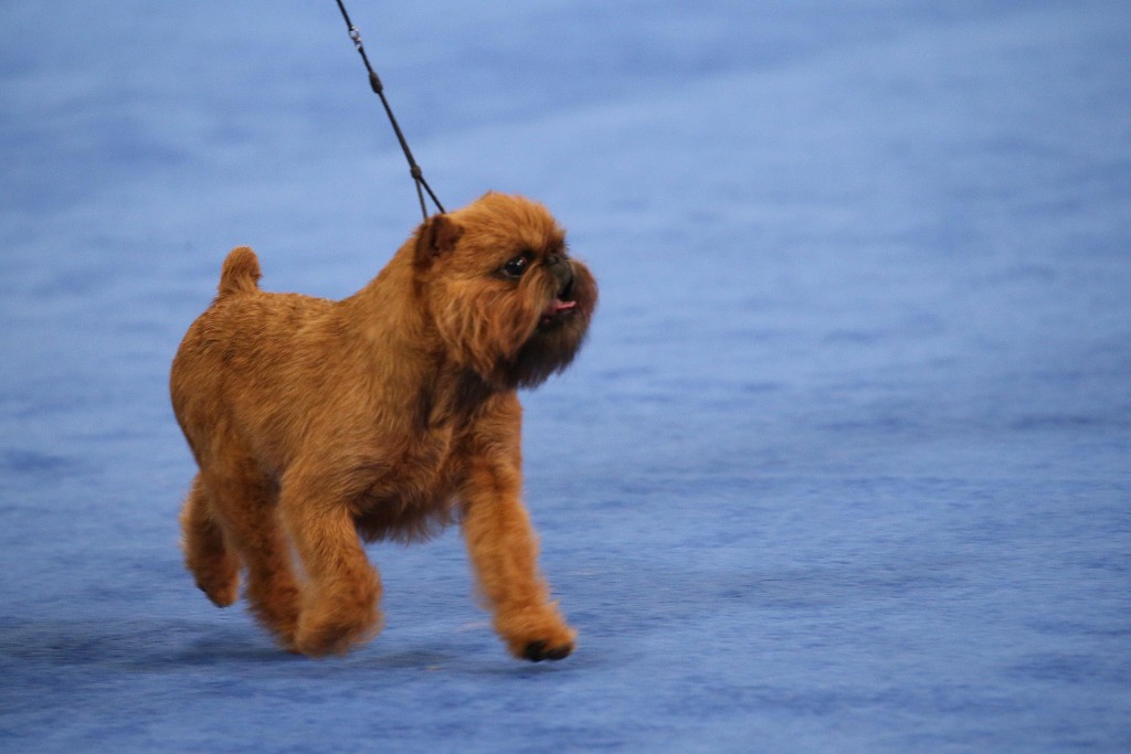 Revisit These Best In Show Winners Just In Time For The National Dog Show