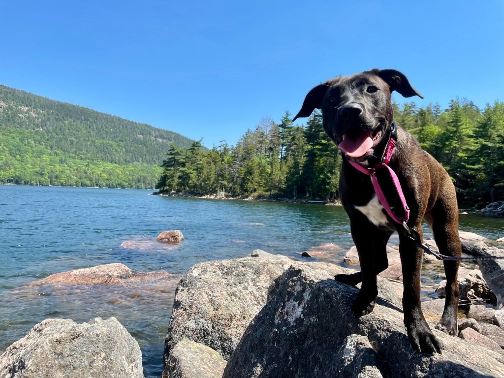 From Fauci To Chadwick, These Are Some Of The Most Popular Pet Names This Year