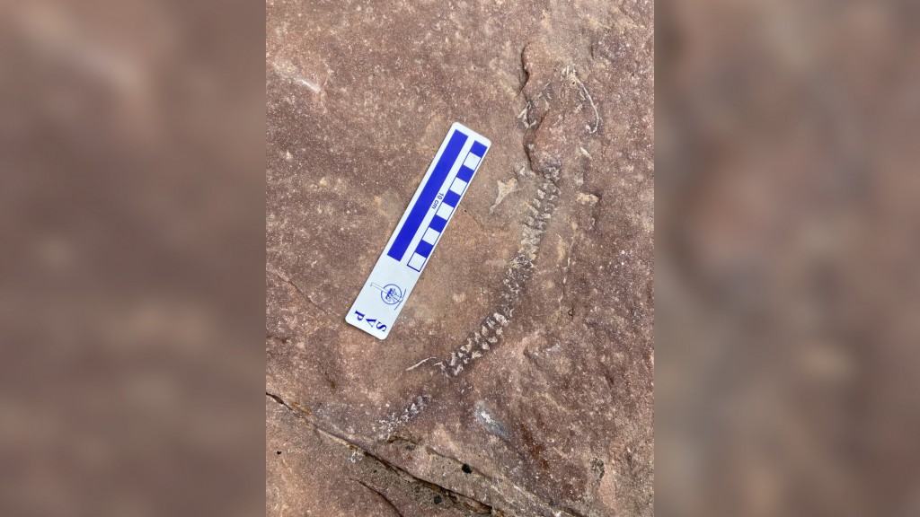 300 Million Year Old Fossil Skeleton In Utah Could Be The First Of Its Kind