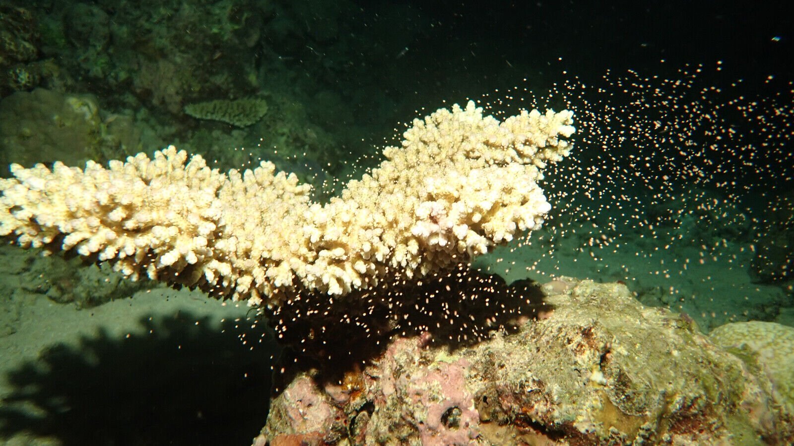 <p>Marine biologist Gareth Philips said this year's conditions were "magical."</p>