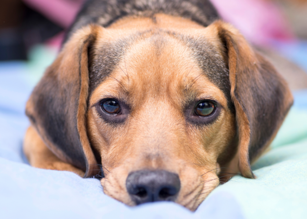 Is Sharing The Bed With Your Pets Good For Them — Or You? Experts Weigh In