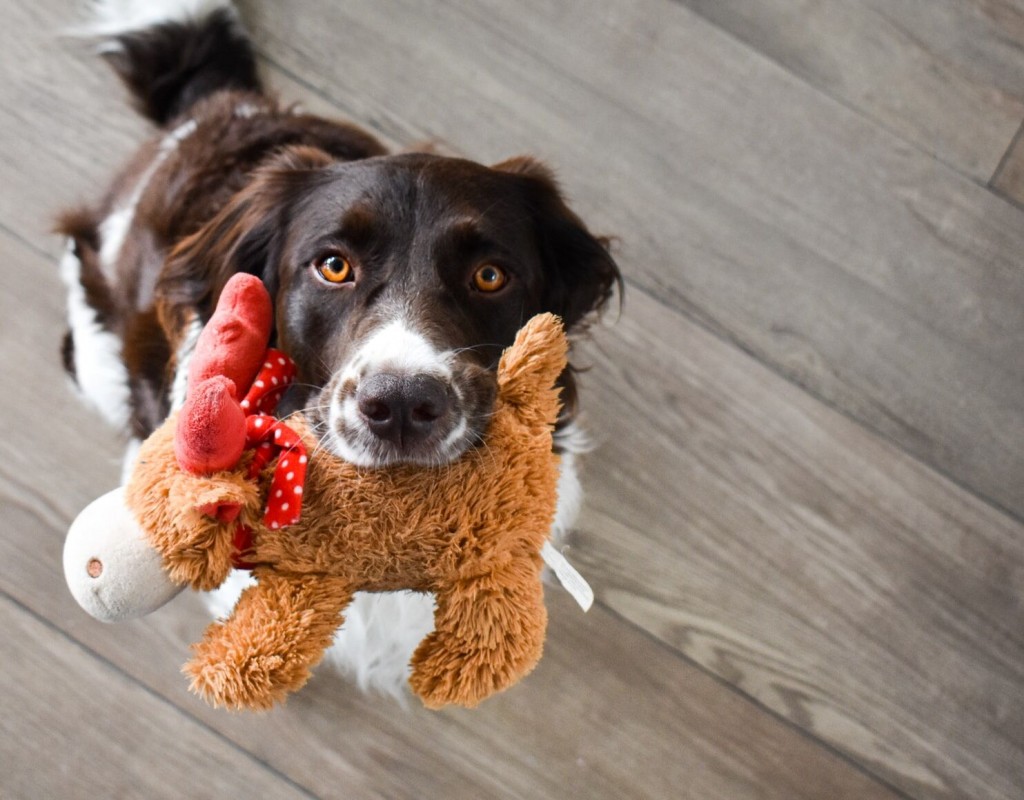 Pet Favorites: Indoor Toys That Your Pup Will Love This Winter
