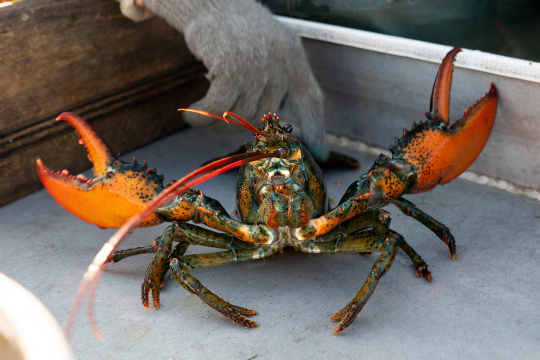 <p>A lobster rears its claws after being caught off Spruce Head, Maine, on Aug. 31, 2021.</p>