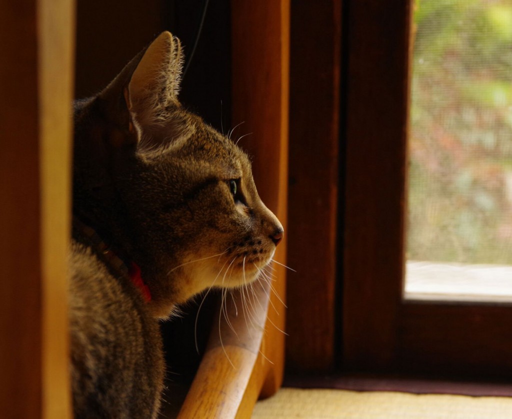Cats Can Track Where You Are Using Only Their Ears, Study Finds