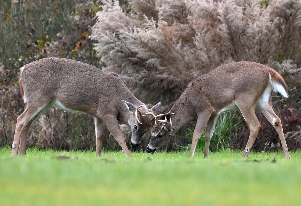 Coronavirus Spreads In Deer And Other Animals. Scientists Worry About What That Means For People