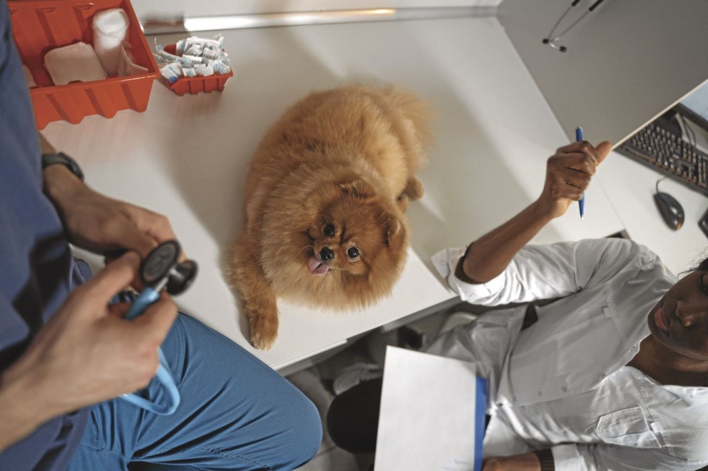 What’s The Right Age To Spay Or Neuter Your Dog? Here’s What To Know