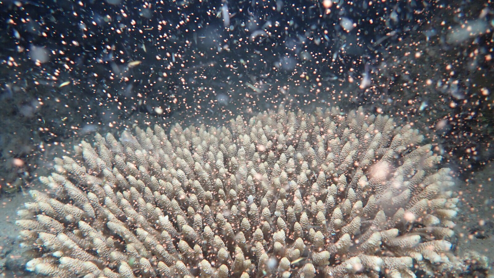 <p>The Great Barrier Reef has "given birth" in its annual coral spawn, creating a cacophony of color on the Australian landmark.</p>