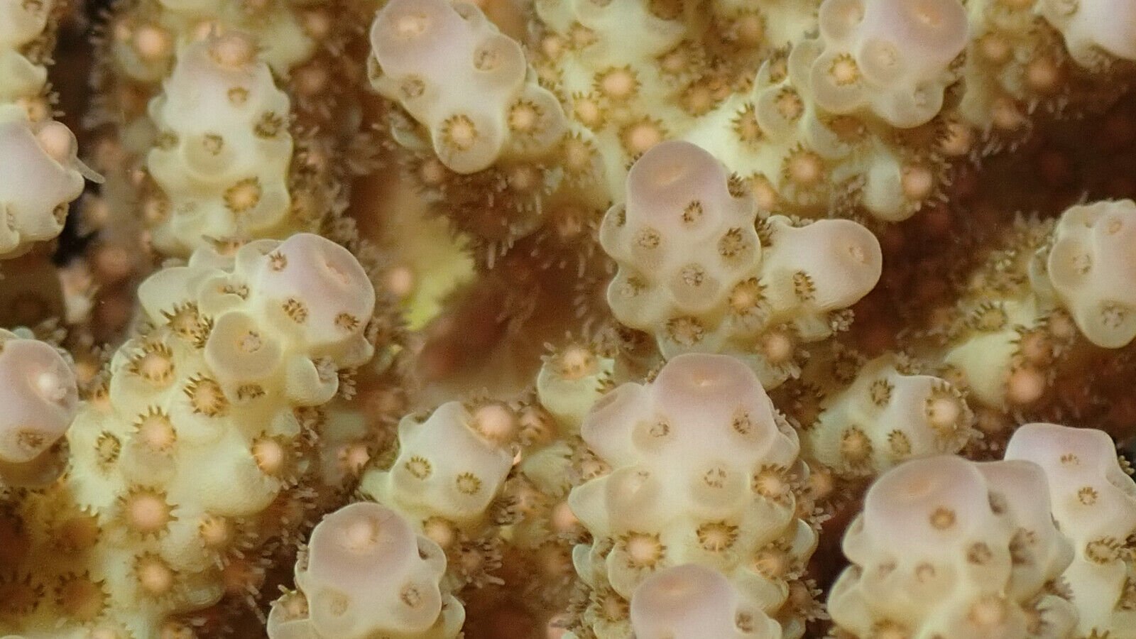 <p>These photos were taken during the 2021 coral spawning on Flynn Reef, off the coast of Cairns, Queensland, Australia.</p>
