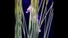 Watch Now: Male Seahorse Gives Birth At Illinois Zoo