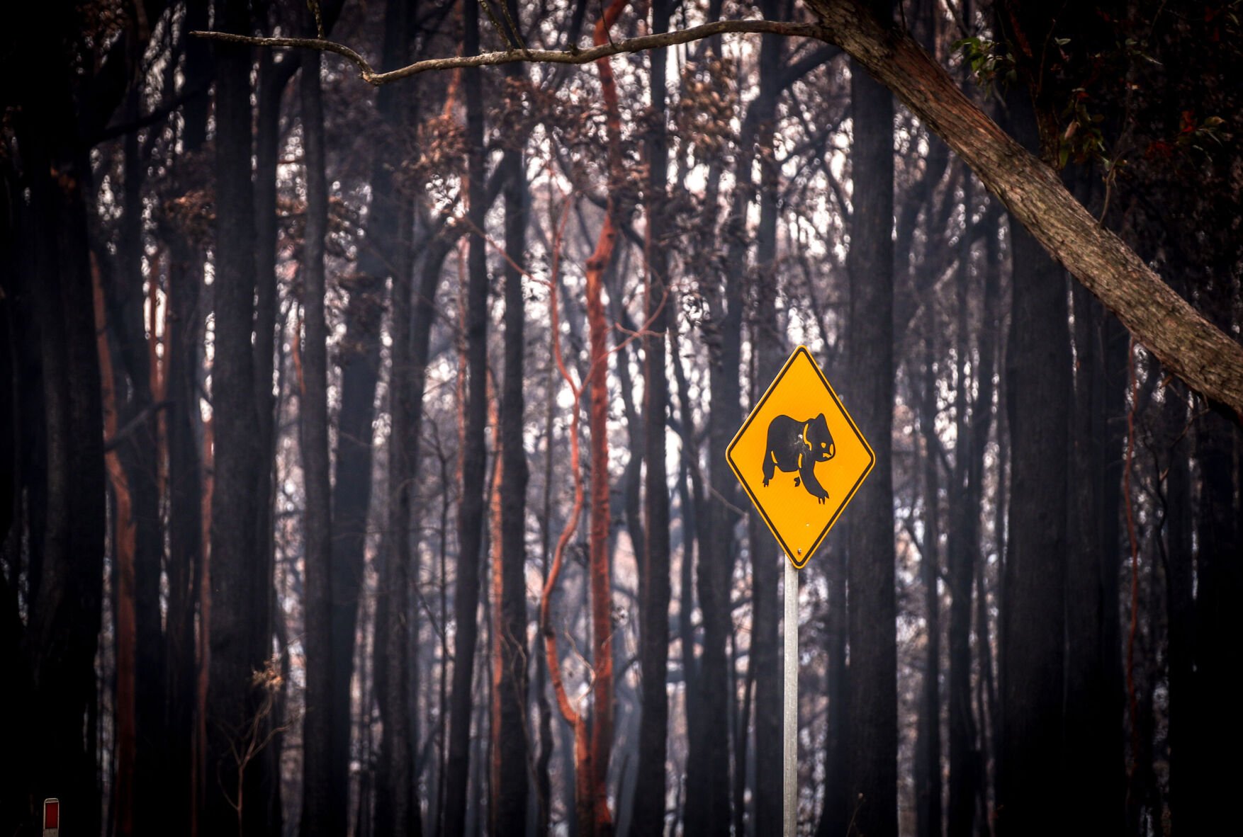 <p>A sign warning motorists about koalas stands in front of burned bushland near the town of Bilpin, New South Wales, Australia, on Sunday, December 29, 2019.</p>
