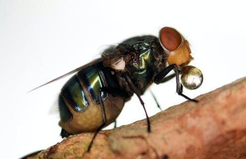 Do Flies Really Throw Up On Your Food When They Land On It?