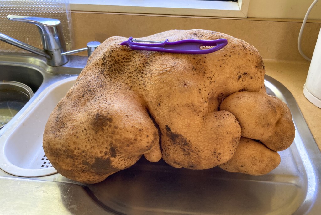 Meet Doug, The Ugly New Zealand Potato That Could Be The World’s Biggest