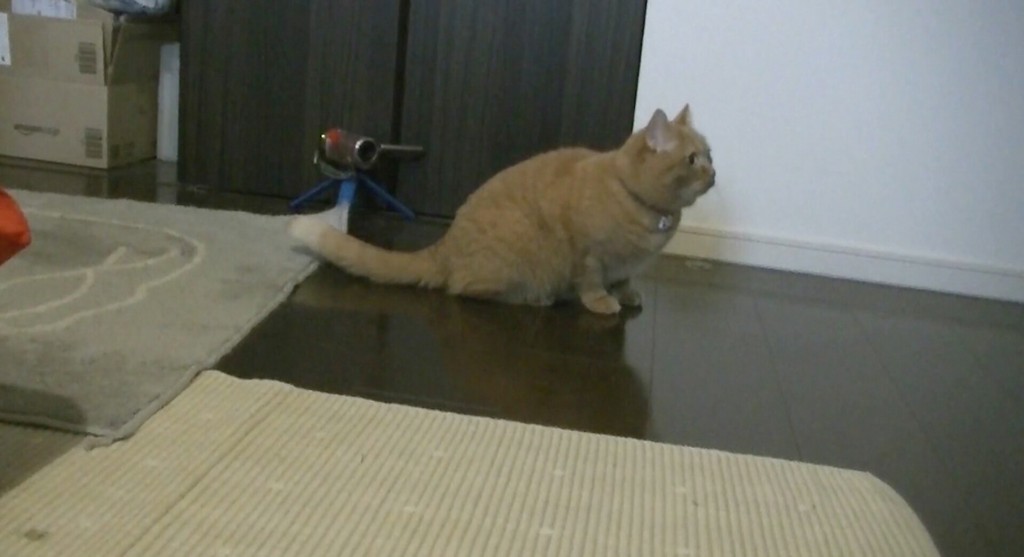 Cats Can Track Your ‘invisible Presence’ Using Only Their Ears