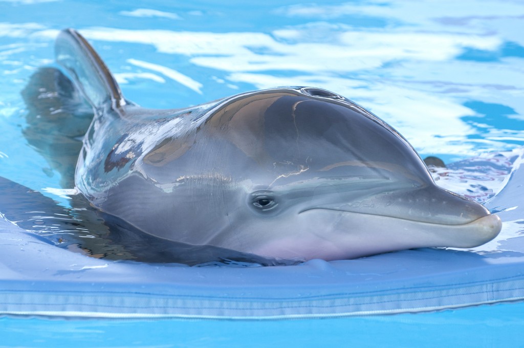 Winter The Dolphin, Who Inspired ‘dolphin Tale,’ Has Died