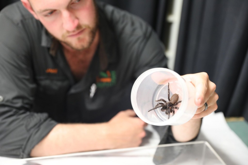 ‘megaspider’ Is Biggest Of Its Kind We’ve Ever Seen, Australian Reptile Park Says