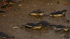 Watch Now: Pakistan City Beach Brims With Breeding Sea Turtles