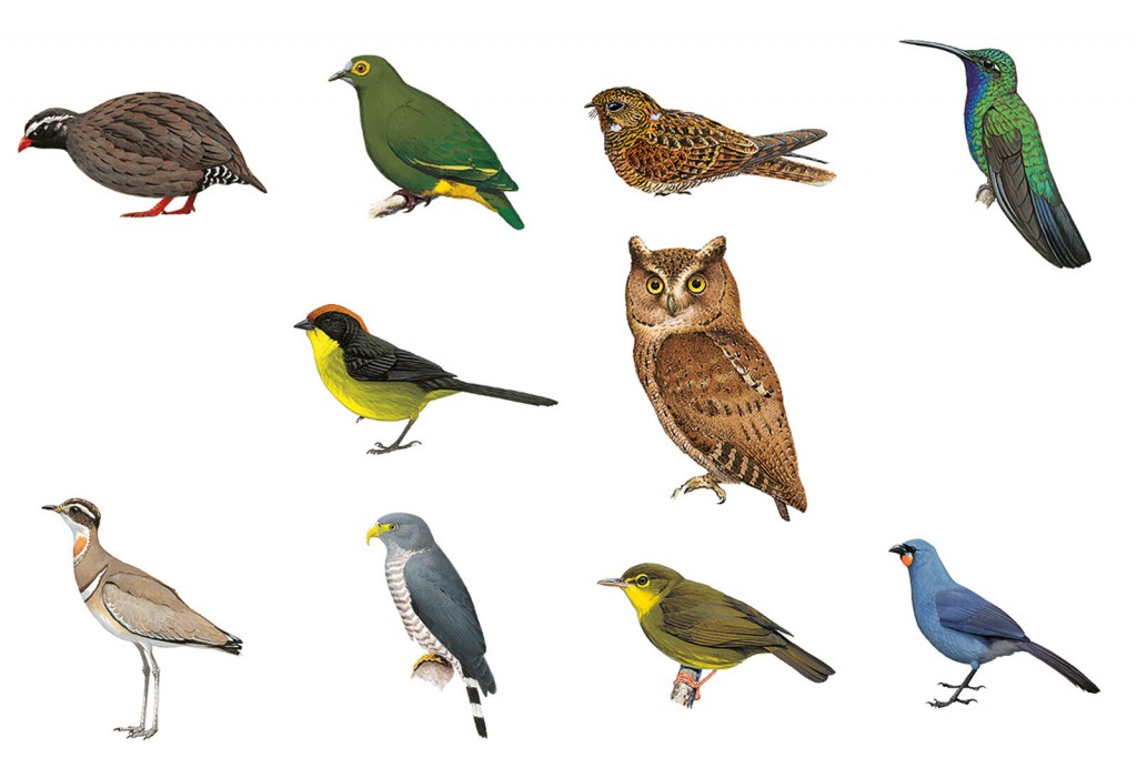 From The Siau Scops Owl To The Cuban Kite: A Global Hunt Aims To Find 10 Birds Long Feared Extinct