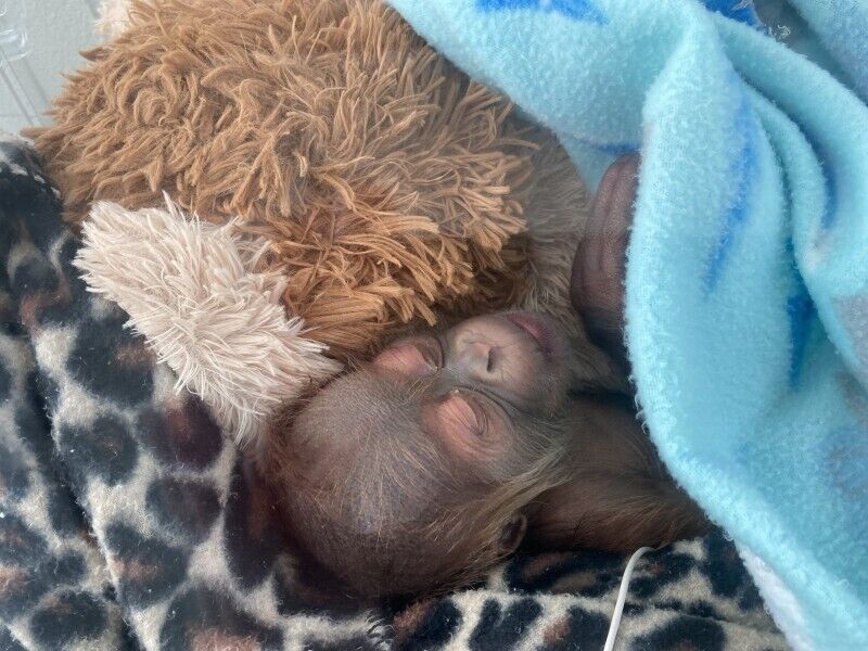 <p>This undated photo provided by the Audubon Zoo on Monday, Dec. 27, 2022 shows a male infant Sumatran orangutan born to Menari at the zoo in New Orleans on Friday, Christmas Eve. His twin was stillborn, officials at the Audubon Zoo said Monday.</p>