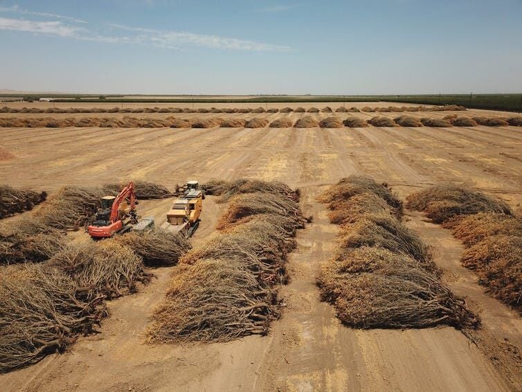 <p>A California farmer pulled out almond groves in June 2021 because of a lack of water to irrigate them. <a class="source" href="https://www.gettyimages.com/detail/news-photo/dead-almond-trees-lie-in-an-open-field-after-they-were-news-photo/1234466682">Robyn Beck/AFP via Getty Images</a></p>
