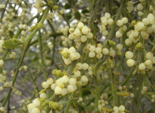 Mistletoe – Famous For Stolen Holiday Kisses – Is A Parasite That Steals Water And Nutrients From Other Plants