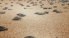 Watch Now: One Million Turtles Released Into A River In The Amazon