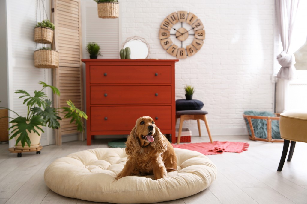 Holidays Can Be Stressful For Dogs. Here’s How To Tackle It