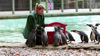 Watch Now: Penguins Mail Their Christmas Letters To Santa At Uk Zoo