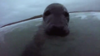 Watch Now: Heart Warming Moment Seal Gets Up Close And Personal To Cuddle With Surfer