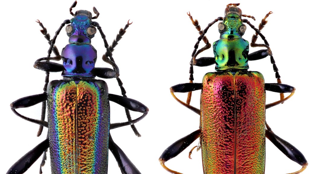 More Than 500 New Species, Including Colorful Beetles And A ‘hell Heron,’ Discovered In 2021