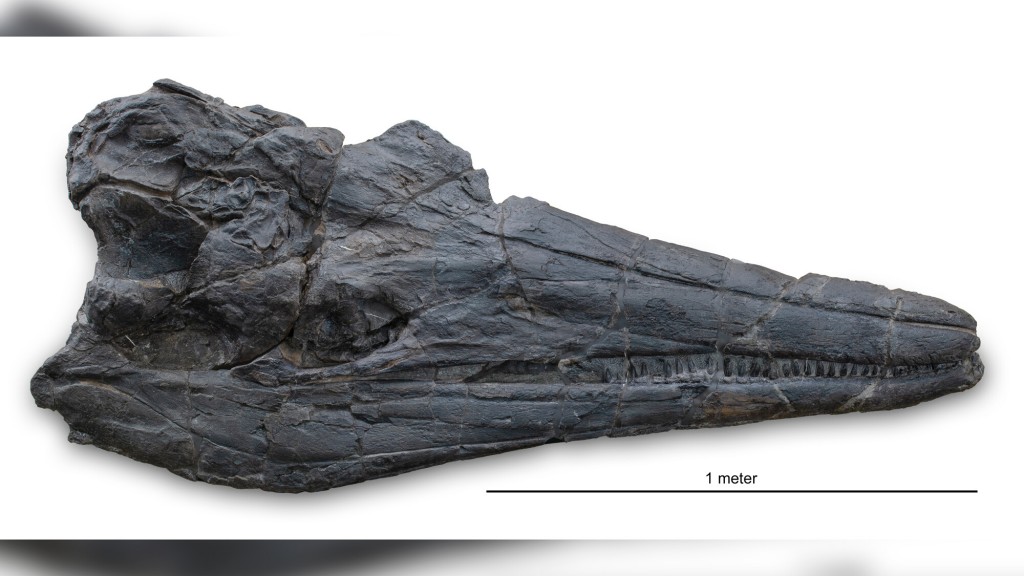 Giant Marine Reptile Skull Discovery Reveals New Evolutionary Theories
