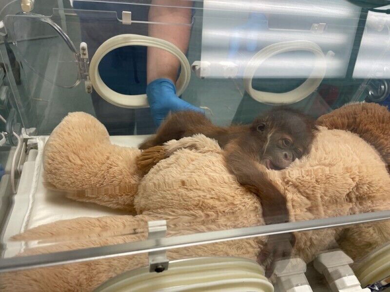<p>This undated photo provided by the Audubon Zoo on Monday, Dec. 27, 2022 shows a male infant Sumatran orangutan born to Menari at the zoo in New Orleans on Friday, Christmas Eve. His twin was stillborn, officials at the Audubon Zoo said Monday.</p>