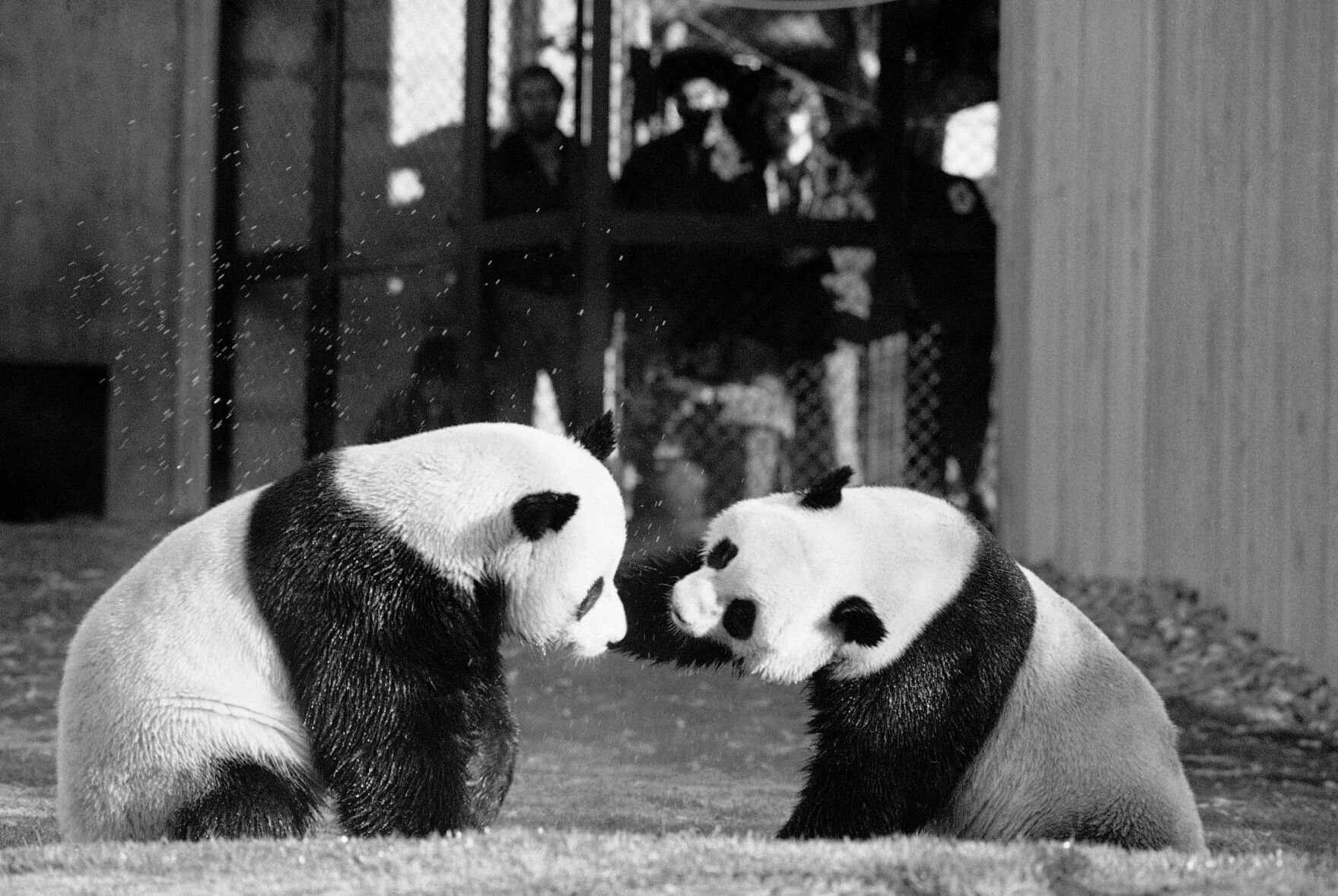 <p>The Chinese government gifted two pandas, Ling-Ling and Hsing-Hsing, to the U.S. (AP Photo/Charles Tasnadi)</p>