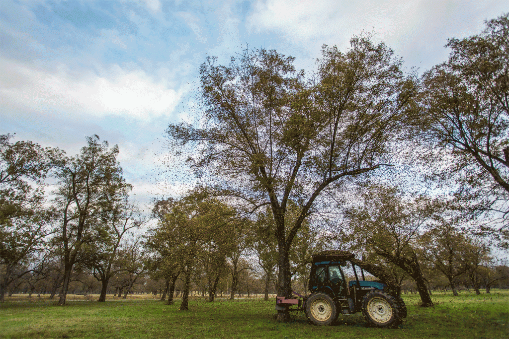 Cracking Into Pecan Season With A Second Generation Grower