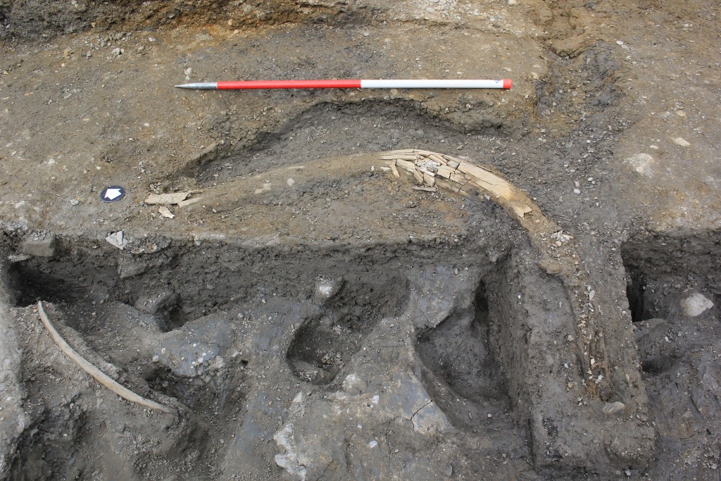 Fossil Discovery Of 5 Mammoths Along With Neanderthal Tools Reveals Life In Ice Age
