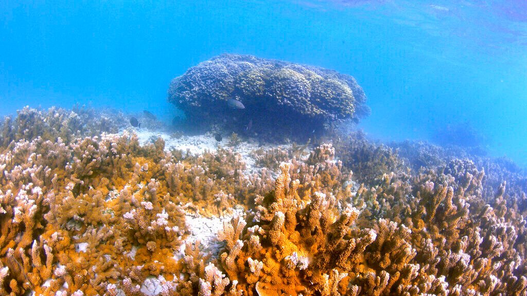 Darwin In A Lab: Coral Evolution Tweaked For Global Warming