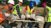 Watch Now: 200,000 Year Old Mammoth Graveyard Unearthed In England