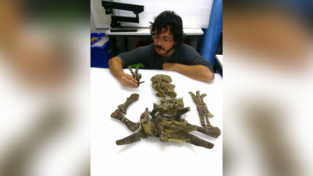New Armored Dinosaur Found In Chile Had Bizarre Weaponized Tail
