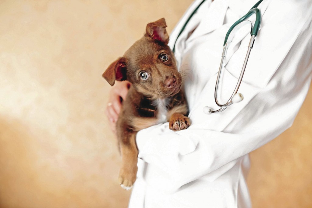 Keep Veterinary Costs In Check With Pet Insurance