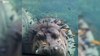 Watch Now: Hippo Takes Underwater Nap While Enjoying Fish Spa At Texas Zoo