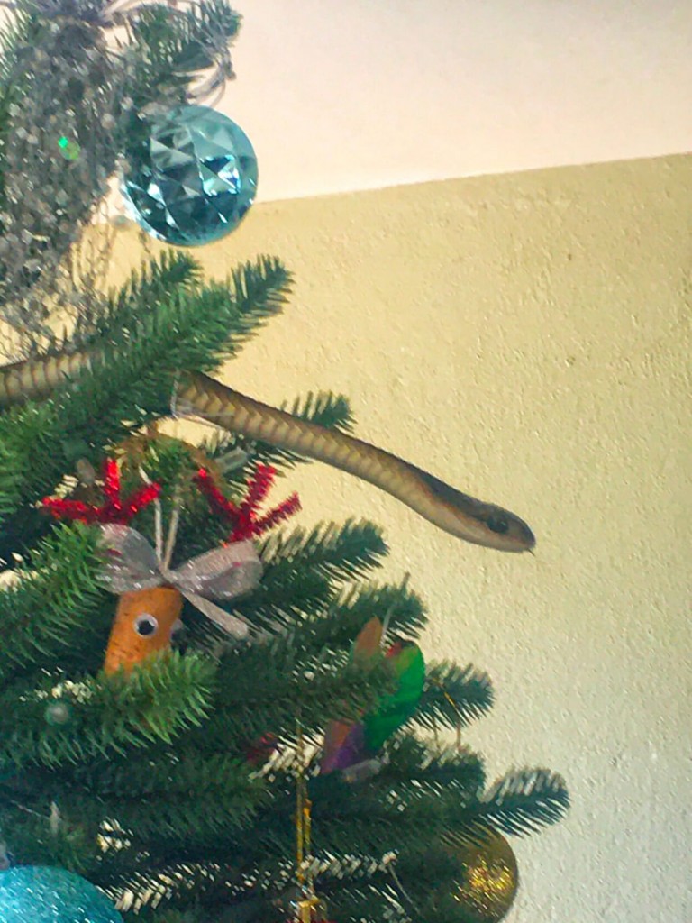 Venomous Snake Found Lurking In Family’s Christmas Tree