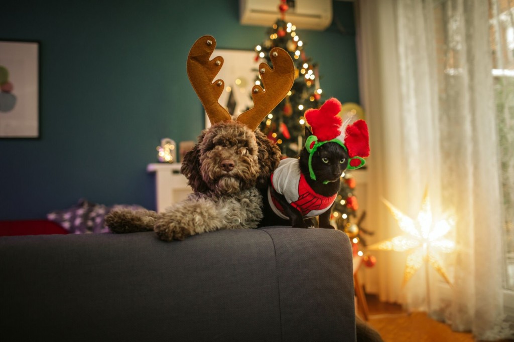 10 Fun Gifts For Your Pets This Holiday Season