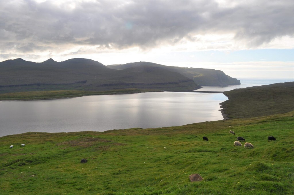 Ancient Sheep Poop Reveals An Unknown Population On Faroe Islands Before Vikings
