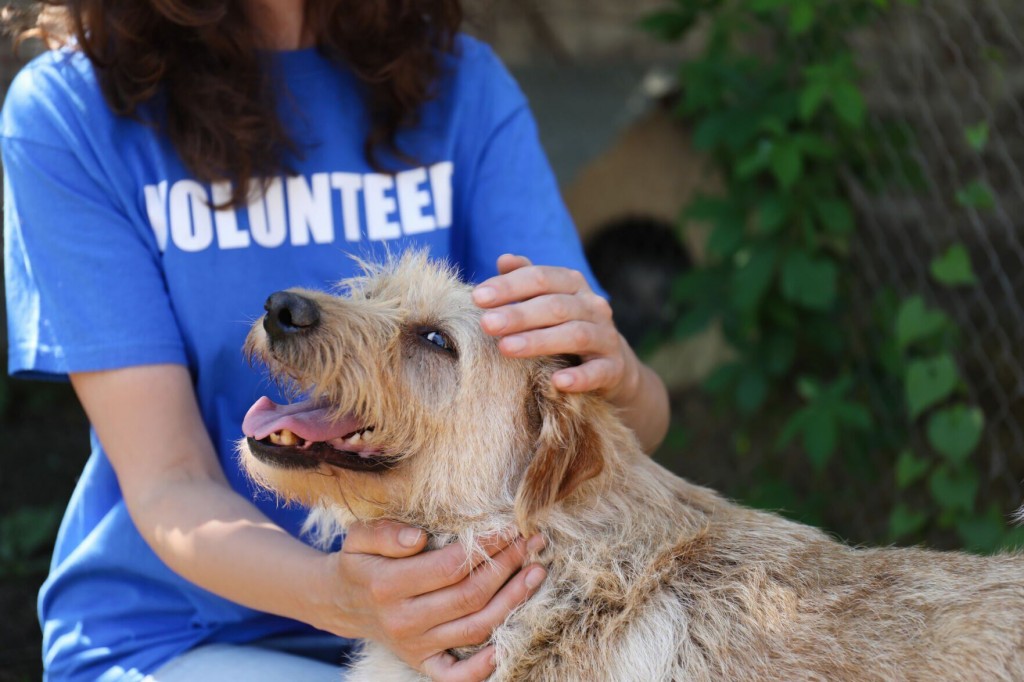 Be A Champion For The Underdogs: 12 Tips For Helping Homeless Pets, Rescues And Shelters
