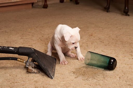 Keep Your Living Space Looking And Smelling Good With These Pet Stain And Odor Removers