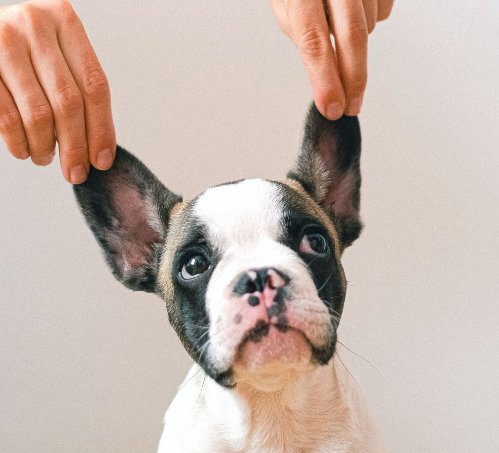 Here’s How To Properly Clean And Care For Your Dog’s Ears