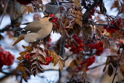 With Fewer Animals To Spread Seeds, Plants Could Have Trouble Adapting To Climate Change