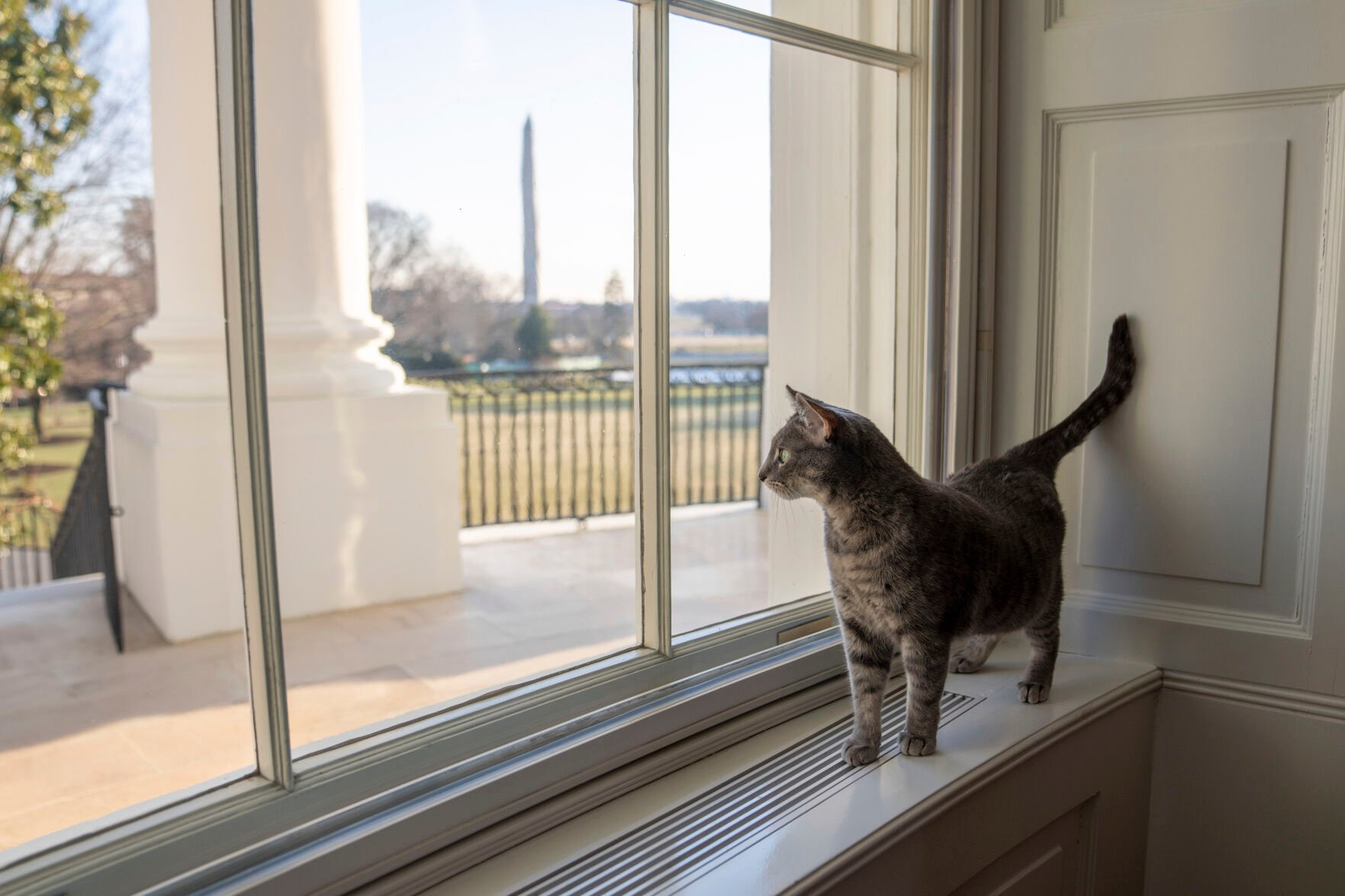 <p>Willow, the Biden family's new pet cat, wanders around the White House on Wednesday, Jan. 27, 2022 in Washington. President Joe Biden and first lady Jill Biden have added Willow, a 2-year-old, green-eyed, gray and white feline from Pennsylvania, to their pet family. The Washington Monument can be seen in the distance. </p>