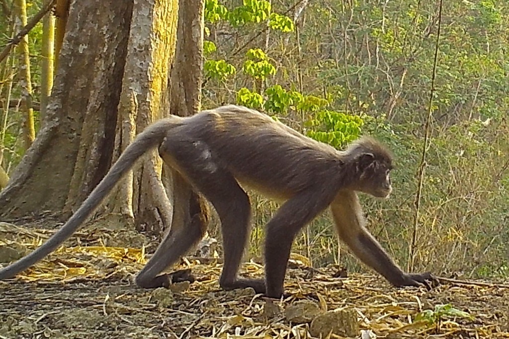Ghostly Monkey Among 224 New Species In Asia’s Mekong Region