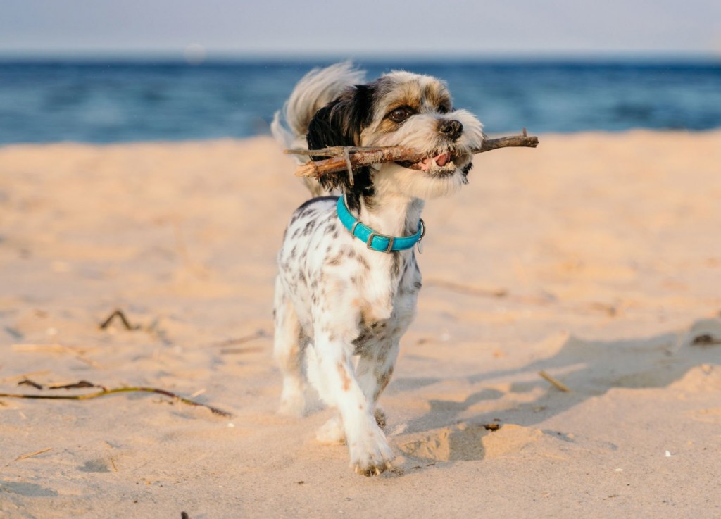 10 Tips For Being A Responsible Pet Owner